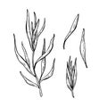 Tarragon vector hand drawn illustration set. Isolated spice obje