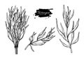 Tarragon vector hand drawn illustration set. Isolated spice object