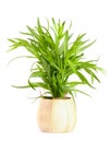 Tarragon in a wooden bowl isolated on a white background. Artemisia dracunculus Royalty Free Stock Photo