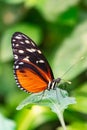 tarricina longwing butterfly with closed wings Royalty Free Stock Photo