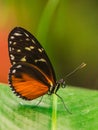 tarricina longwing butterfly with closed wings Royalty Free Stock Photo