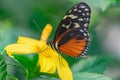 tarricina longwing butterfly pollinating a yellow flower Royalty Free Stock Photo