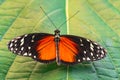 tarricina longwing butterfly with open wings Royalty Free Stock Photo