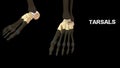 Tarsals Bones of Human Foot Royalty Free Stock Photo