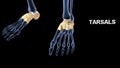 Tarsals Bones of Human Foot Royalty Free Stock Photo