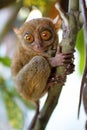 Tarsier Royalty Free Stock Photo