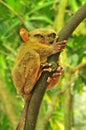 Tarsier Royalty Free Stock Photo