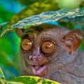 Tarsier Royalty Free Stock Photo