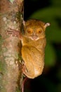 Tarsier Royalty Free Stock Photo