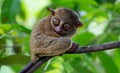 Tarsier Royalty Free Stock Photo