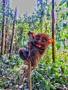 tarsier animal climbing small trunk