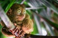 Tarsier awake in the day grasping a branch calmly eyes wide open peering off into the jungle