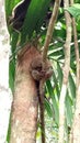 Tarsier in Bohol, Philippines. Smallest monkey in the world.