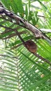 Tarsier in Bohol, Philippines. Smallest monkey in the world.