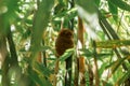 Tarsier in Bohol Tarsier sanctuary, Cebu, Philippines. The smallest primate Carlito syrichta in nature Royalty Free Stock Photo