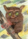 Tarsier on a Branch - Color Pencil Drawing