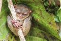 Tarsier in Cebu, Philippines- Tarsius Syrichta Royalty Free Stock Photo