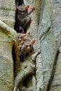 Tarsier family on the big tree. Spectral Tarsier, Tarsius spectrum, hidden portrait of rare nocturnal animal, in large ficus Royalty Free Stock Photo