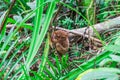 Tarsier in the jungle Royalty Free Stock Photo