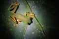 The tarsier leaf frog, Phyllomedusa tarsius, a bright green tree frog with an orange belly and legs from above