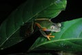 The tarsier leaf frog, Phyllomedusa tarsius, a bright green tree frog with an orange belly and legs from the side Royalty Free Stock Photo