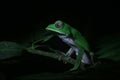 The tarsier leaf frog, Phyllomedusa tarsius, a bright green tree frog with a white belly in the amazon jungle Royalty Free Stock Photo