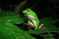 The tarsier leaf frog, Phyllomedusa tarsius, a bright green tree frog with a white belly in the amazon jungle Royalty Free Stock Photo