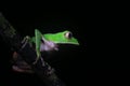 The tarsier leaf frog, Phyllomedusa tarsius, a bright green tree frog with a white belly sitting on a branch in the rainforest Royalty Free Stock Photo