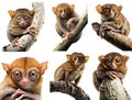 Tarsier, many angles and view portrait side back head shot isolated on transparent background cutout, PNG