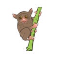 Tarsier monkey animal vector illustration