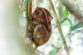 Tarsier Monkey