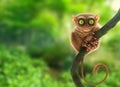Tarsier monkey in natural environment. Digital art.