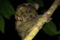 Tarsier mother and baby in Tangkoko National Park, North Sulawesi, Indonesia. Royalty Free Stock Photo