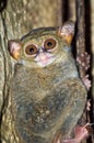 The tarsier is one of the smallest monkeys in the world.