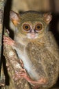 The tarsier is one of the smallest monkeys in the world