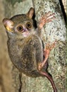 The tarsier is one of the smallest monkeys in the world. Philippines, Bohol