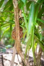 Tarsier smallest monkey philippines bohol