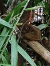 Tarsier, smallest primate, bohol philippines