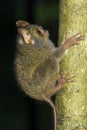 Tarsier in Tangkoko National Park, North Sulawesi, Indonesia. Royalty Free Stock Photo