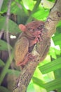 Tarsier, the world`s smallest primate on a tree in Bohol, Philippines Royalty Free Stock Photo