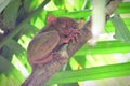 Tarsier, the world`s smallest primate on a tree in Loboc Tarsier Conservation Area, Philippines