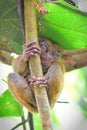 Tarsier, the world`s smallest primate on a tree in Loboc Tarsier Conservation Area, Bohol in Philippines Royalty Free Stock Photo