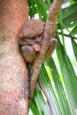 Tarsier, the world`s smallest primate on a tree in Loboc Tarsier Conservation Area, Bohol in Philippines