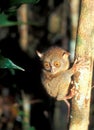 Tarsier: World smallest monkey in Sabah on Borneo Island