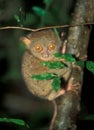 Tarsier: World smallest monkey in Sabah on Borneo Island