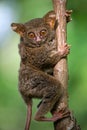 Tarsius sits on a tree in the jungle. close-up. Indonesia. Sulawesi Island.