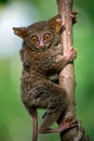 Tarsius sits on a tree in the jungle. close-up. Indonesia. Sulawesi Island.