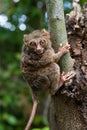 Tarsius sits on a tree in the jungle. close-up. Indonesia. Sulawesi Island.