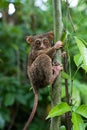 Tarsius sits on a tree in the jungle. close-up. Indonesia. Sulawesi Island.