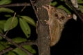 Tarsius small nocturnal monkey Royalty Free Stock Photo